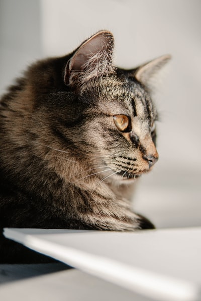 Brown spot cat lying on the white fabric
